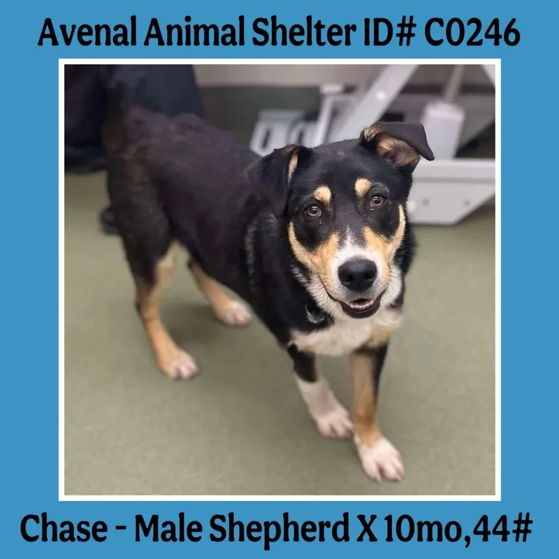 A young medium-sized male Black Shepherd dog named Chase for adoption in Avenal, CA