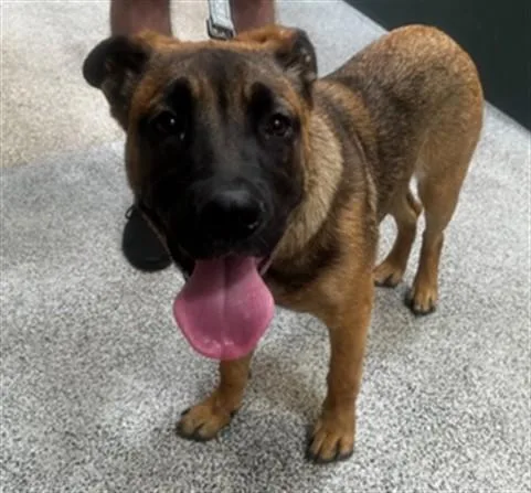 A young medium-sized female Mixed Breed dog named Annie for adoption in Los Angeles, CA