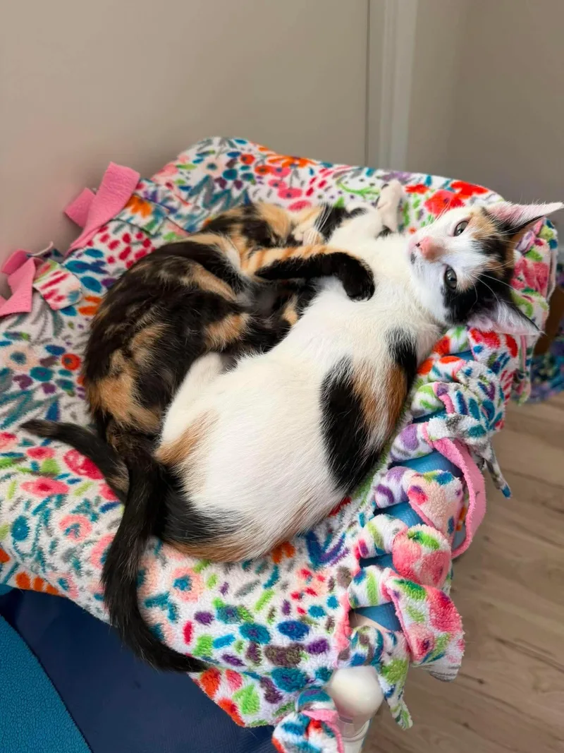 A baby medium-sized female Calico Domestic Short Hair cat named Cherry Pie for adoption in Santa Clara, CA