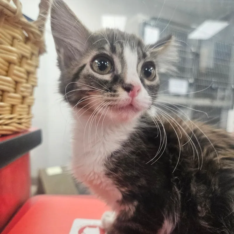 A baby small-sized male Brown / Chocolate Domestic Short Hair cat named Kimchi for adoption in Grantsville, UT