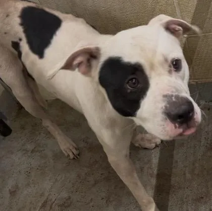 A young medium-sized male Pit Bull Terrier dog named Odie for adoption in Hollister, MO