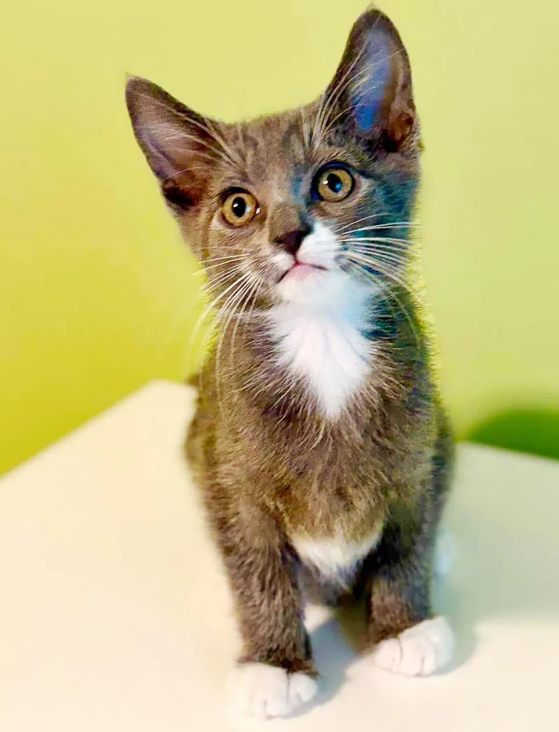 A baby small-sized male Gray / Blue / Silver Russian Blue cat named Vintage is so very for adoption in Bedford Hills, NY