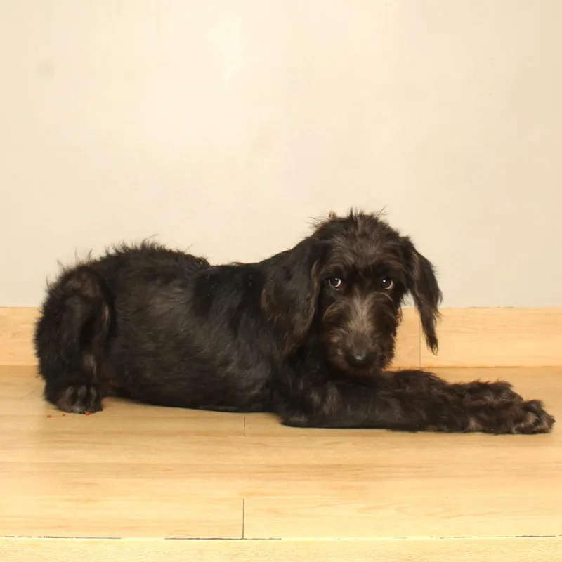 A baby medium-sized female Black Labrador Retriever dog named Edena D for adoption in Minnetonka, MN