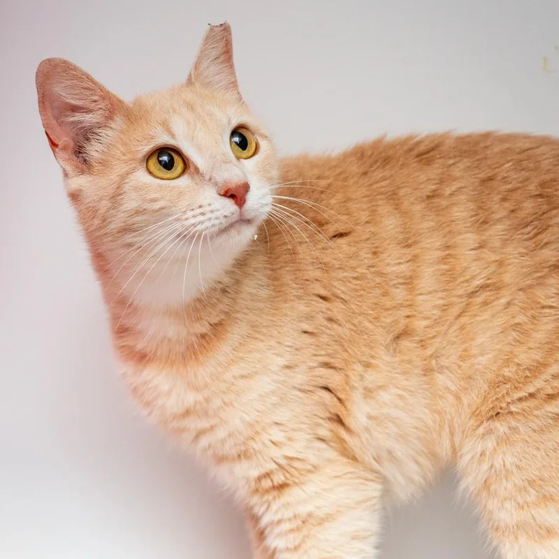 An adult medium-sized female Orange / Red Domestic Short Hair cat named Sassafras for adoption in Hattiesburg, MS
