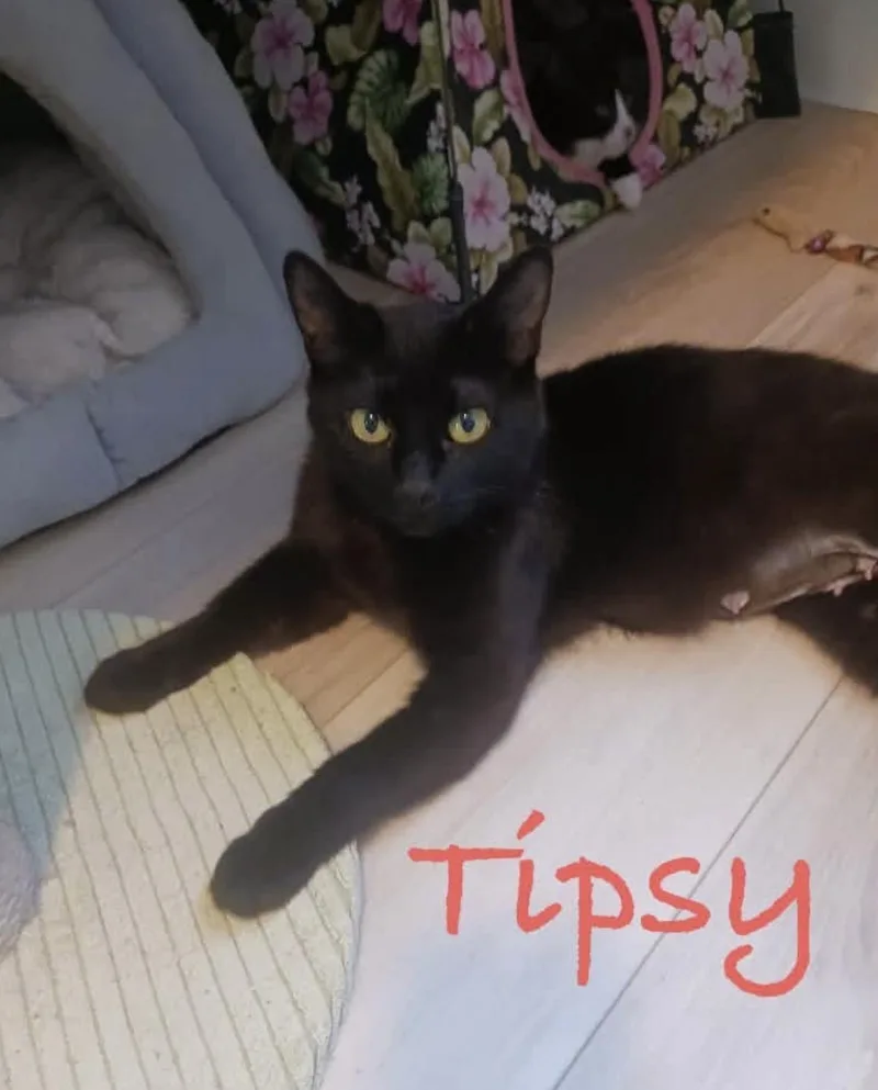 A young medium-sized female Black Domestic Short Hair cat named Tipsy for adoption in Eugene, OR