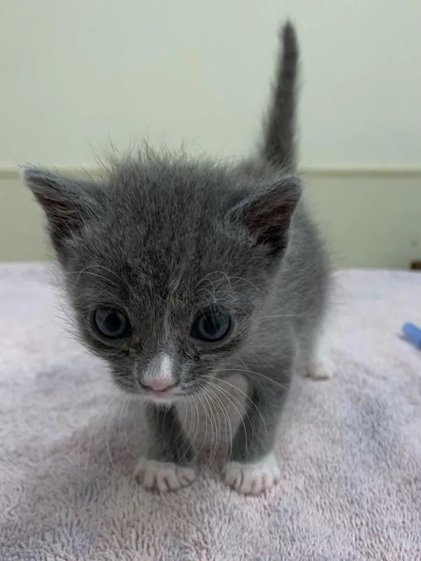 A baby small-sized female Domestic Short Hair cat named Cinco for adoption in Healdsburg, CA