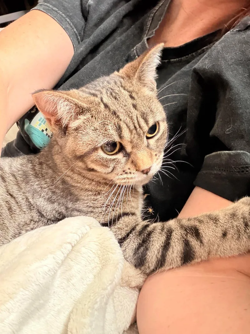 A young medium-sized female Tabby (Brown / Chocolate) Domestic Short Hair cat named Luna for adoption in Grand Forks, ND