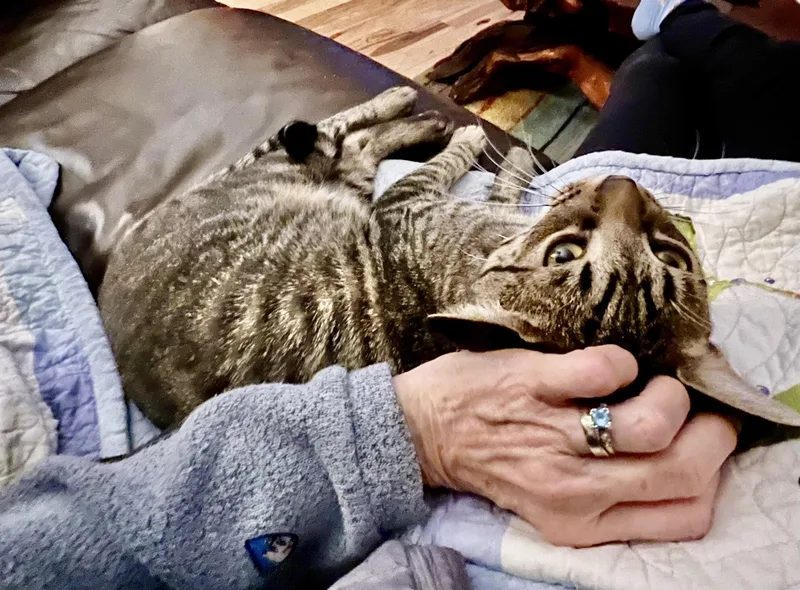 A young large-sized male Tabby (Buff / Tan / Fawn) Tabby cat named Nero for adoption in Easton, MD