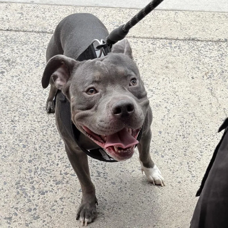 An adult medium-sized male Gray / Blue / Silver Mixed Breed dog named Romano for adoption in Philadelphia, PA