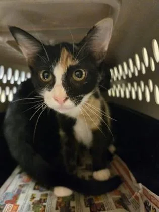 A baby small-sized female Domestic Short Hair cat named Toph for adoption in Gainesville, FL