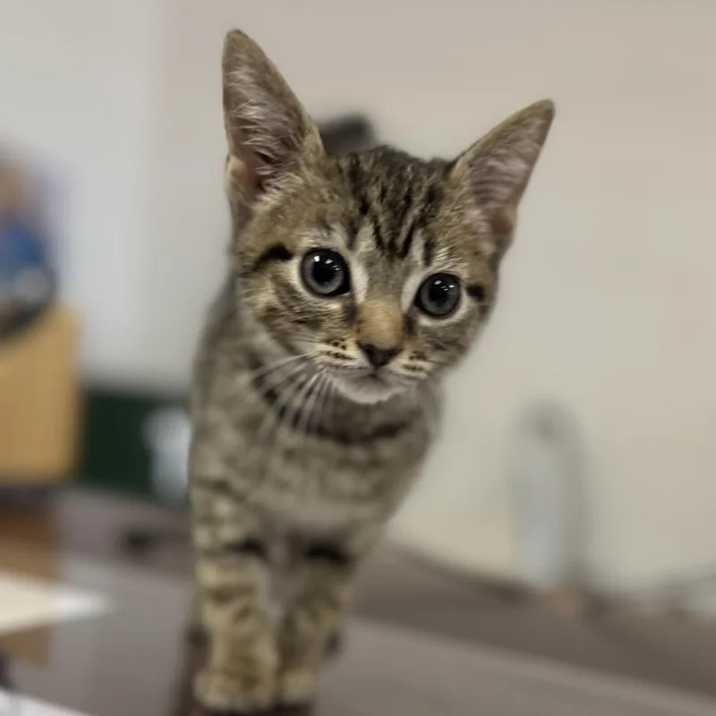 A baby small-sized female Brown / Chocolate Domestic Short Hair cat named Cadabra for adoption in Gadsden, AL