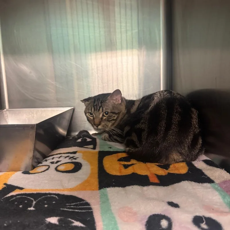 An adult medium-sized male Black Domestic Short Hair cat named Jerry for adoption in Lake Jackson, TX