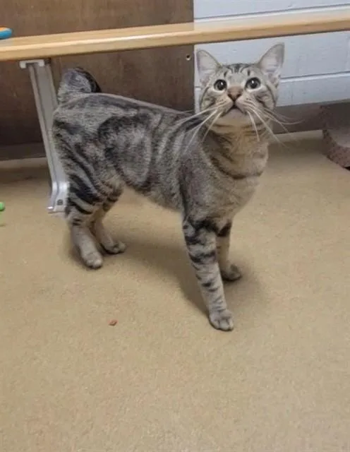An adult medium-sized male Domestic Short Hair cat named Edward for adoption in Saint Peters, MO
