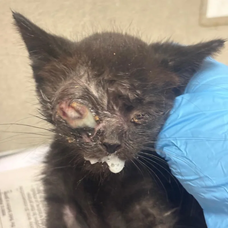 A baby small-sized female Black Domestic Short Hair cat named Exodia for adoption in Yuma, AZ