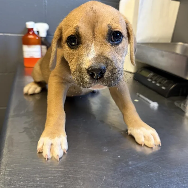 A baby small-sized male Yellow / Tan / Blond / Fawn Labrador Retriever dog named Tuscstray_ for adoption in Tuscaloosa, AL