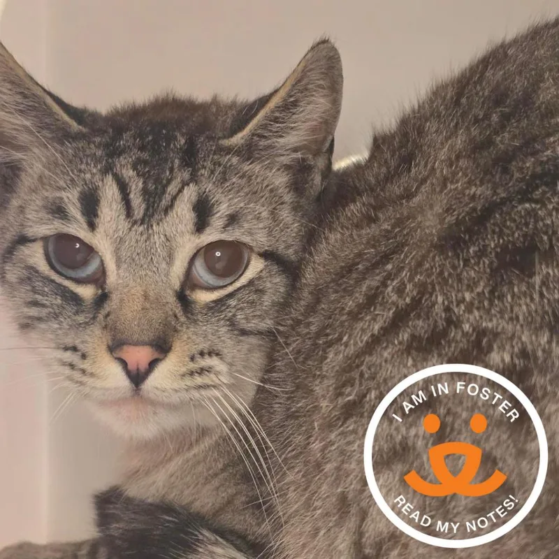 An adult large-sized male Domestic Short Hair cat named Luigi for adoption in Los Angeles, CA