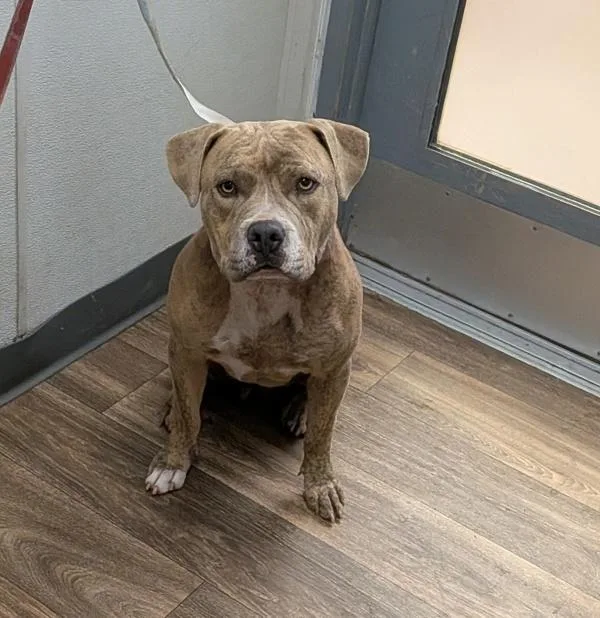 A young medium-sized female Pit Bull Terrier dog named Tabby for adoption in San Diego, CA