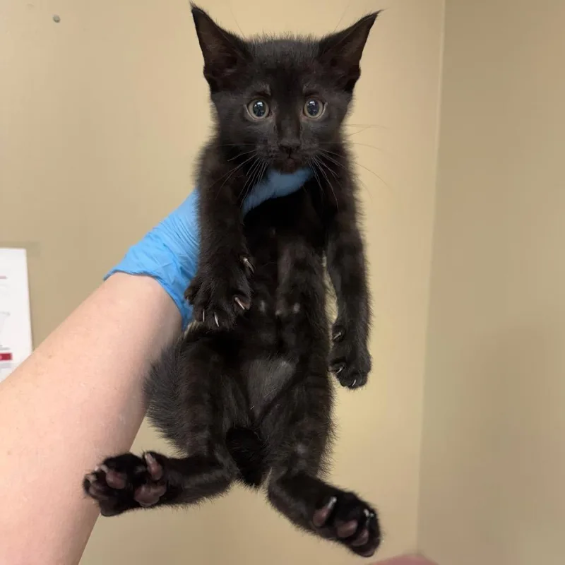 A baby small-sized female Black Domestic Short Hair cat named Sage for adoption in Birmingham, AL