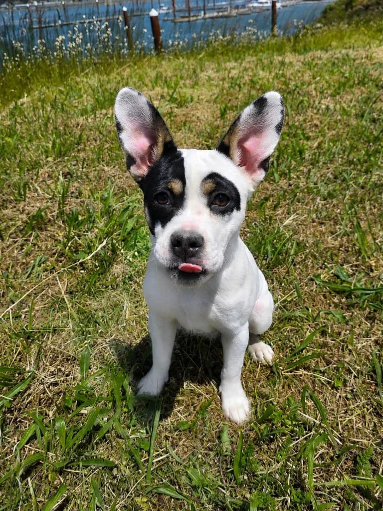 A baby medium-sized male French Bulldog dog named Piston for adoption in Gold Beach, OR