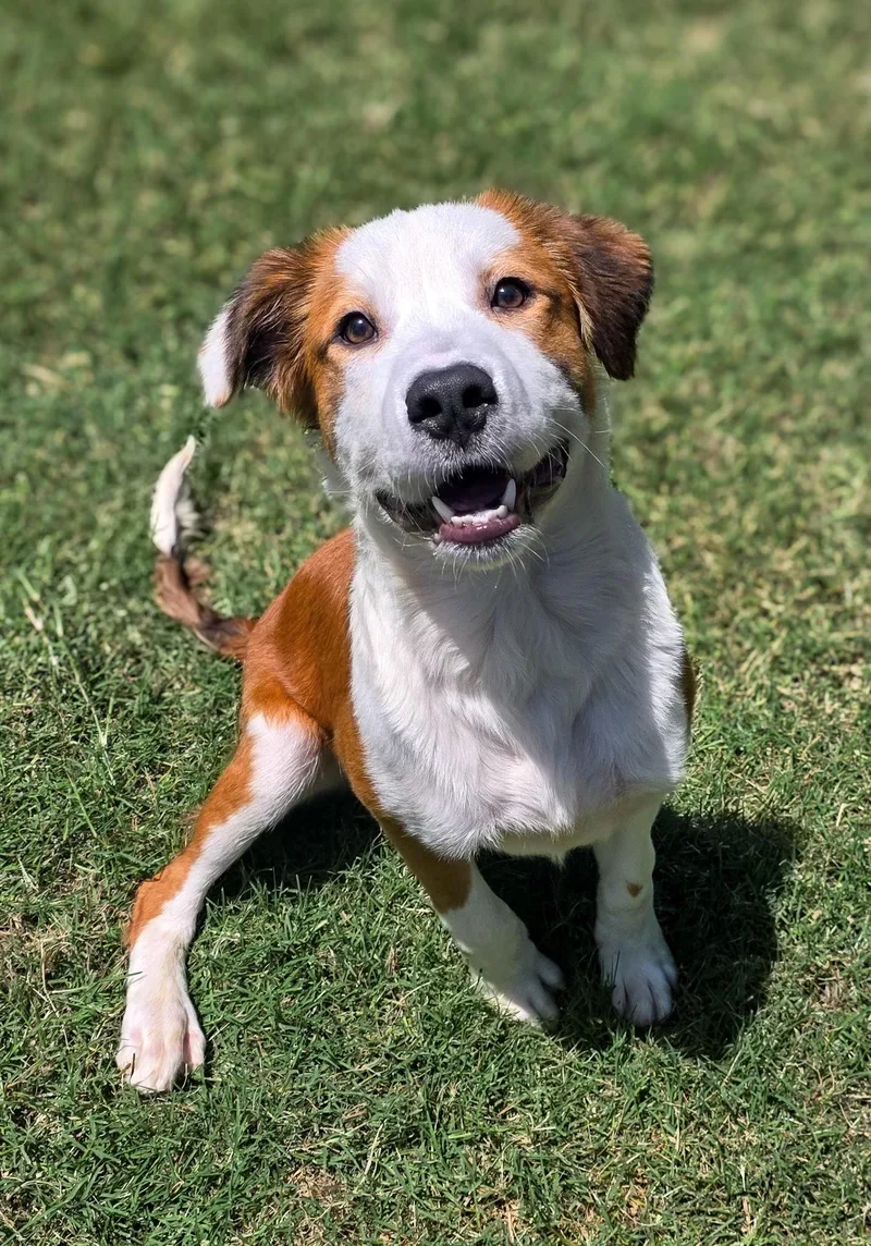 Waldo