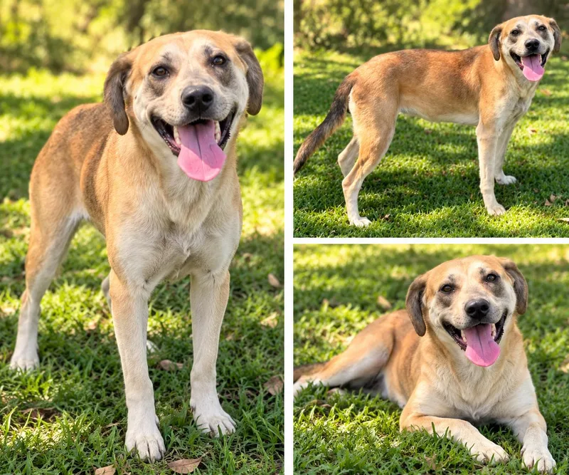 A young large-sized female Golden Mixed Breed dog named Gray for adoption in Kiln, MS