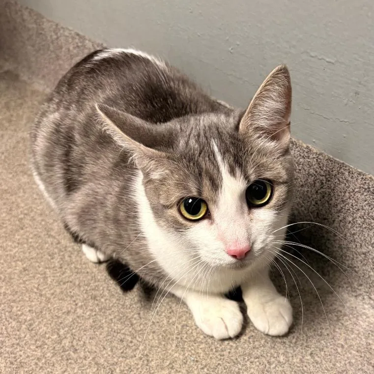 A young medium-sized female Gray / Blue / Silver Domestic Medium Hair cat named Chickpea for adoption in Allentown, PA