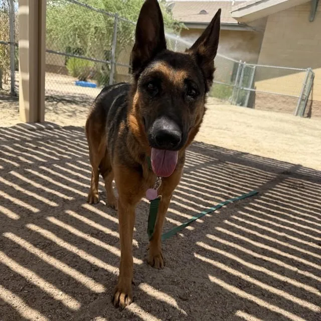 A young medium-sized female German Shepherd Dog dog named Claire for adoption in Thousand Palms, CA
