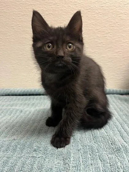 A young small-sized female Domestic Medium Hair cat named Raven for adoption in Phoenix, AZ