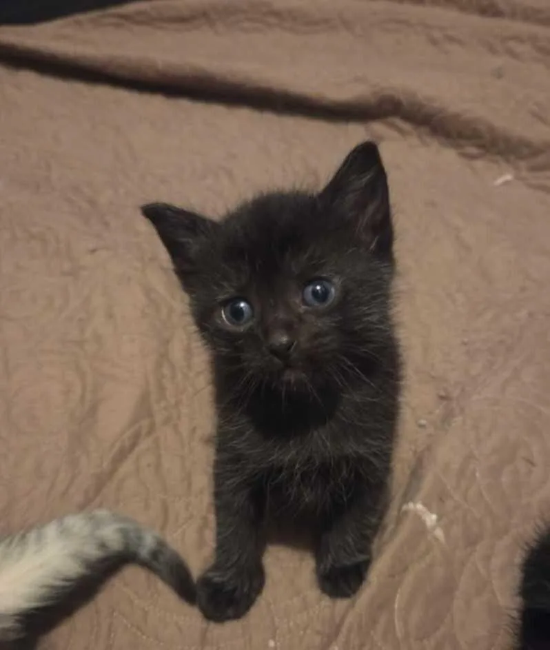 A baby small-sized female Black Domestic Short Hair cat named Luna for adoption in Saint Charles, MO