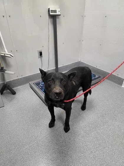 A senior large-sized male Terrier dog named Floppy for adoption in Sevierville, TN