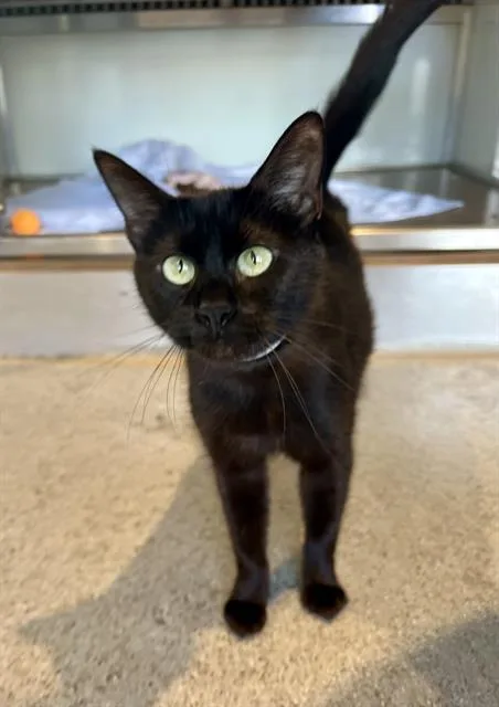 Leila