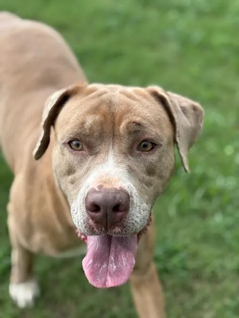 An adult large-sized female Apricot / Beige Cane Corso dog named Sissy for adoption in Piedmont, OK
