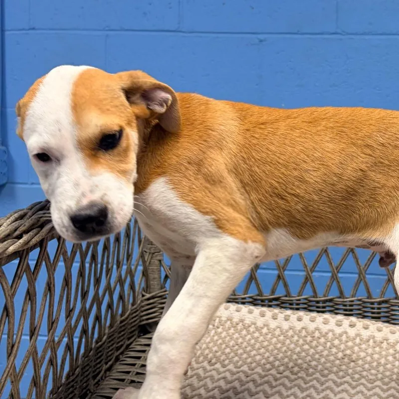 A baby small-sized male Yellow / Tan / Blond / Fawn Hound dog named Monte for adoption in Belleville, IL