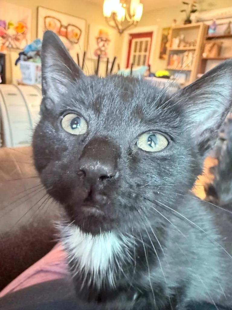 A baby small-sized male Domestic Short Hair cat named Pinto Bean for adoption in Gorham, ME