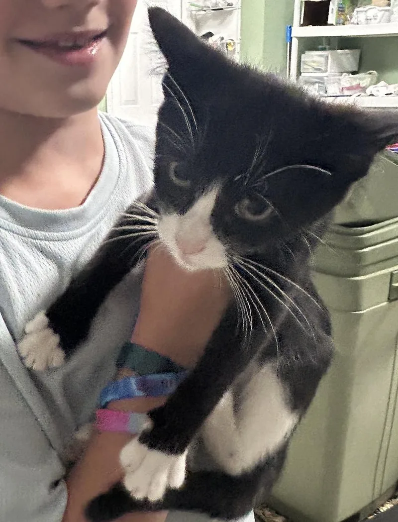 A baby small-sized female Black & White / Tuxedo Tuxedo cat named Queeny for adoption in West Nyack, NY