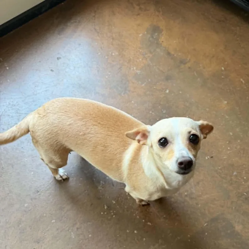 An adult small-sized female Chihuahua dog named Elle for adoption in Justin, TX