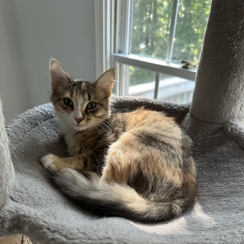 A baby medium-sized female White Tortoiseshell cat named Didi for adoption in Lawrenceville, GA
