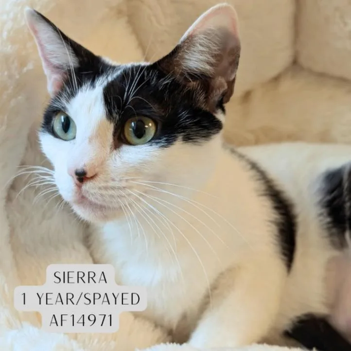 Sierra