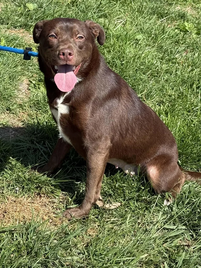 A young medium-sized female Brown / Chocolate Labrador Retriever dog named Lucy for adoption in Springfield, IL