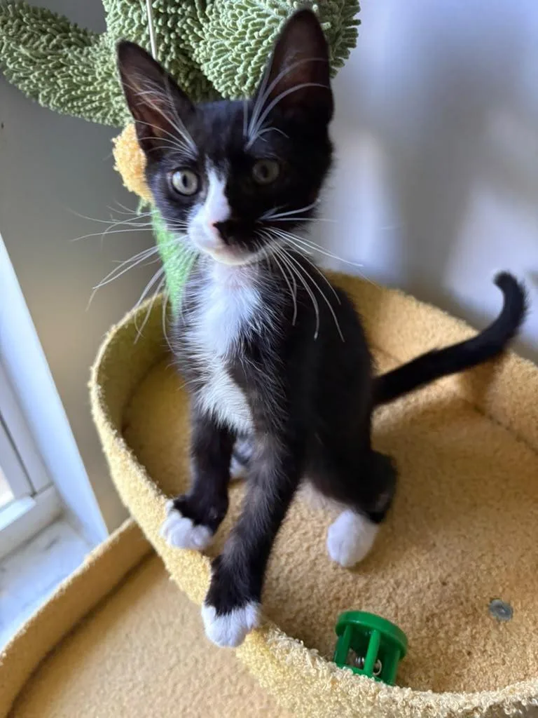 A baby medium-sized male Black & White / Tuxedo Domestic Short Hair cat named Mcintosh for adoption in Lauderhill, FL
