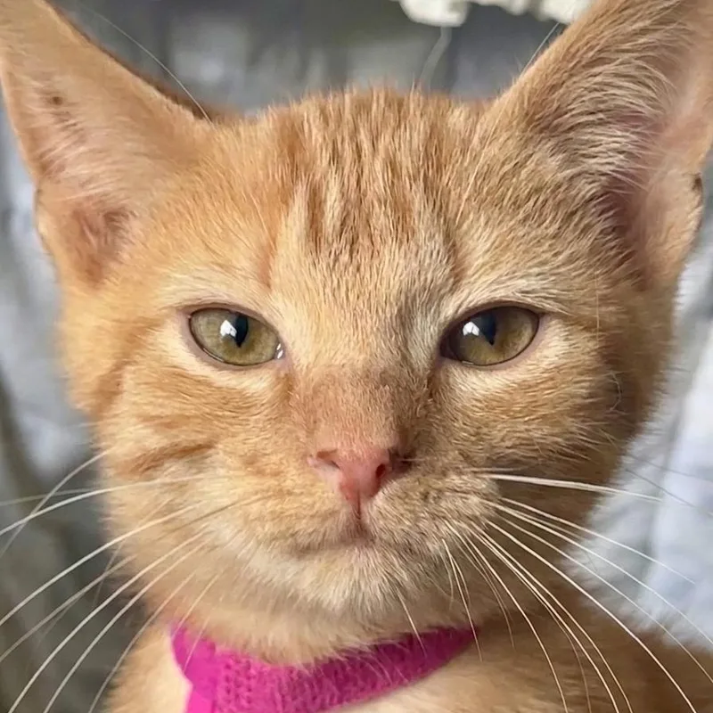 A baby medium-sized male Orange & White Domestic Short Hair cat named Cosmos for adoption in Whitestown, IN