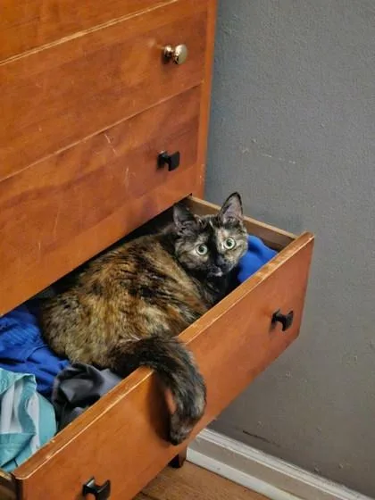 An adult large-sized female Domestic Short Hair cat named Rue for adoption in Memphis, TN