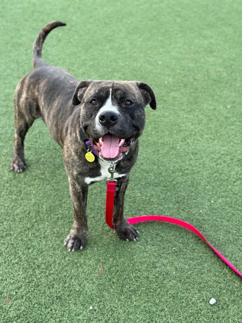 Klondike thumbnail 4