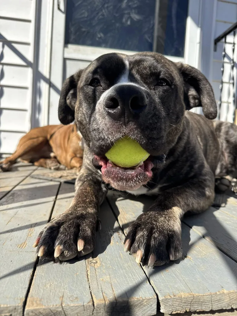 Klondike thumbnail 6