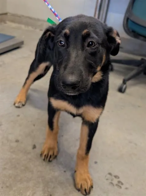 A baby large-sized female German Shepherd Dog dog named Pine for adoption in Camarillo, CA