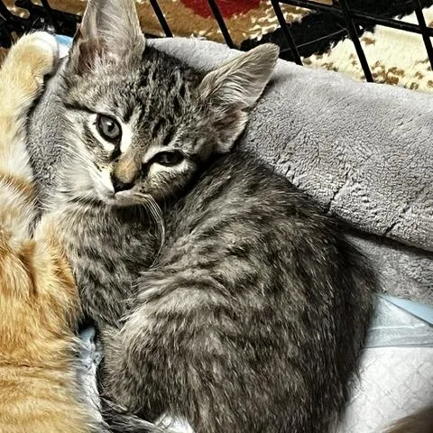A baby small-sized male Gray / Blue / Silver Domestic Short Hair cat named Garnet  In Baltimore for adoption in Alexandria, VA