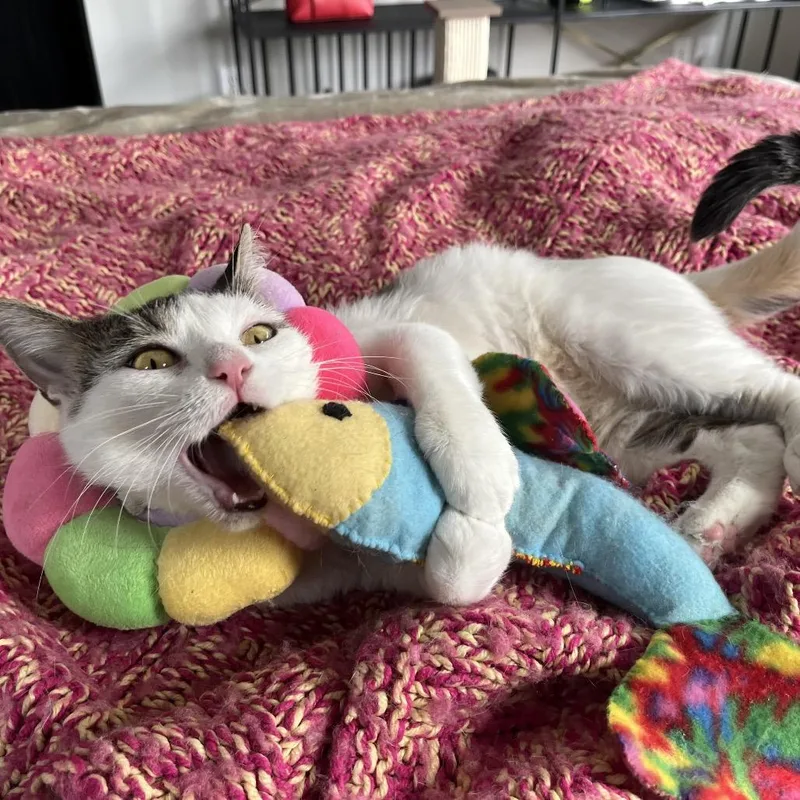 An adult medium-sized female Calico Domestic Short Hair cat named Pickle Lily for adoption in Eaton Rapids, MI