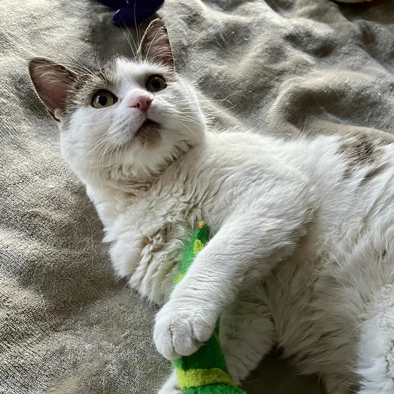 Pickle Lily thumbnail 5