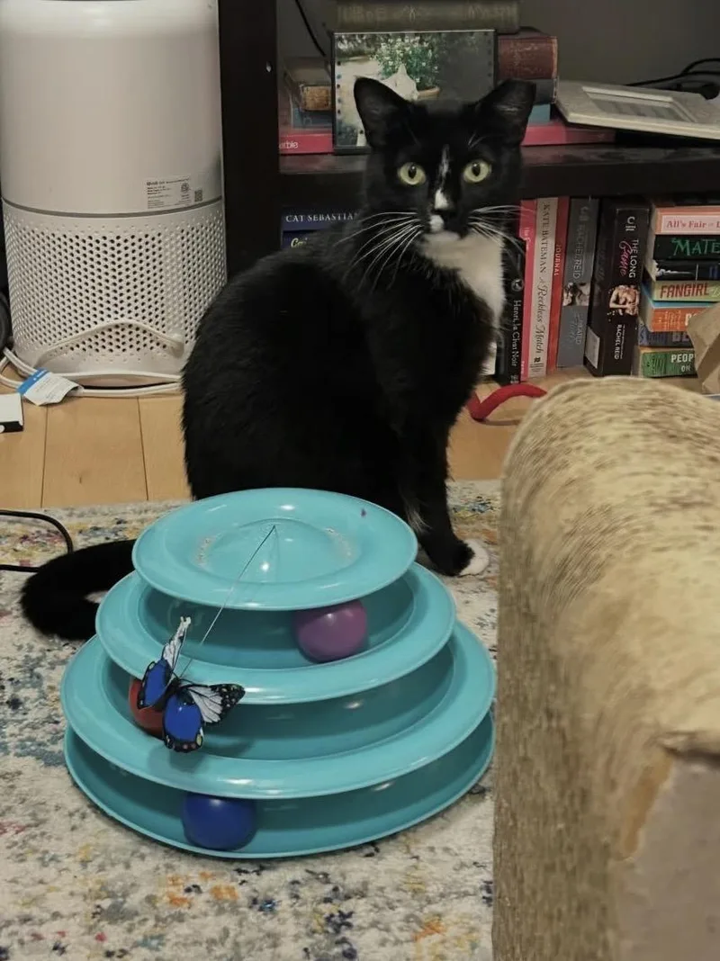 A young medium-sized female Black & White / Tuxedo Domestic Short Hair cat named Bees Knees for adoption in Alexandria, VA