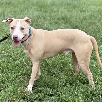 An adult medium-sized male Apricot / Beige American Staffordshire Terrier dog named Bruno for adoption in Ferndale, WA